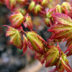 auto focus